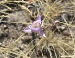 greene's mariposa lily thumbnail 4