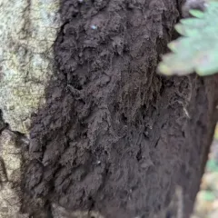 Tapioca Slime Mold thumbnail 3