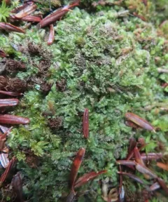 Mueller's Pouchwort thumbnail 4