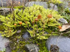 Galerina alluviana thumbnail 2