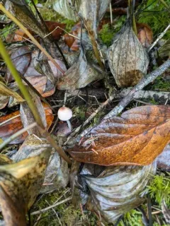 Leucocoprinus ianthinus thumbnail 4