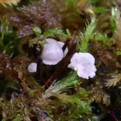 Small Moss Oysterling thumbnail 2