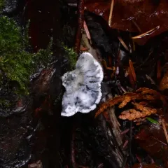 Cyanosporus subviridis thumbnail 2