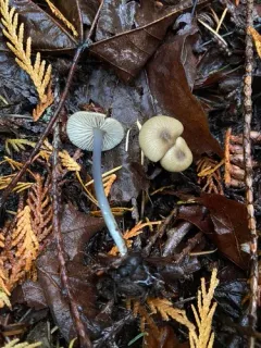 Entoloma subrubineum thumbnail 4