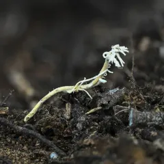 Cordyceps tenuipes thumbnail 3