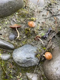 Psathyrella warrenensis thumbnail 2