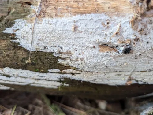 Ceraceomyces microsporus