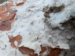 Phlebiopsis gigantea thumbnail 2