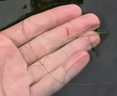 leafy pondweed thumbnail 2