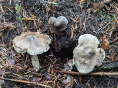 Tricholoma subacutum thumbnail 3
