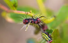 Azalea Caterpillar Moth thumbnail 1