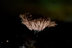 Stemonaria irregularis thumbnail 2