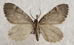 Stamnoctenis morrisata thumbnail 2