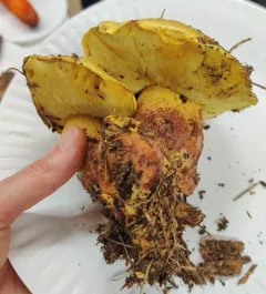 Golden Bolete thumbnail 2