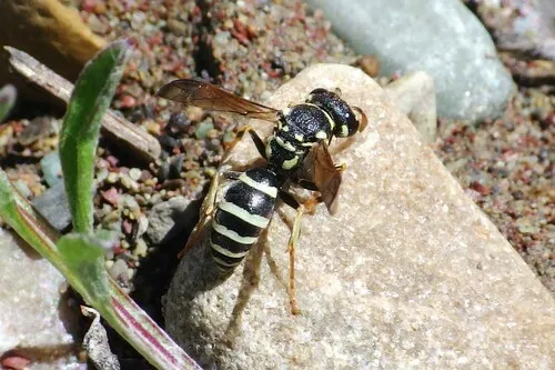 Pterocheilus morrisoni