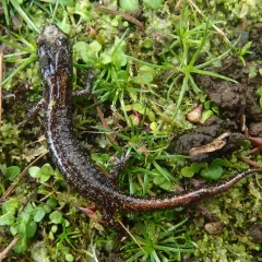 Clouded Salamander thumbnail 2