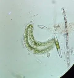 Spinoclosterium cuspidatum thumbnail 3