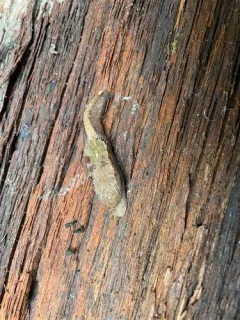 Pale Jumping-slug thumbnail 3