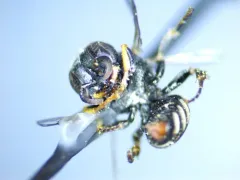 Oxybelus pacificus thumbnail 4