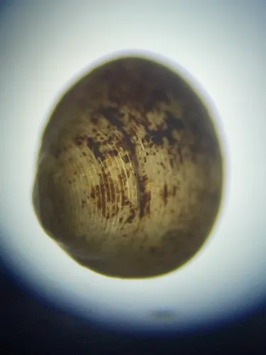 pygmy pea mussel