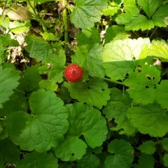 mock strawberry thumbnail 3