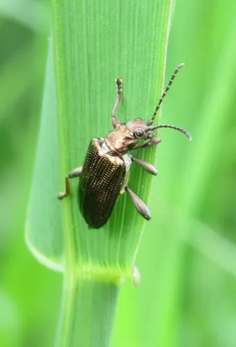 Tuberculate reed beetle