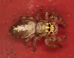Eris floridana thumbnail 2