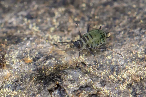 Corn Root Aphid