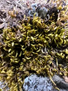 Silky Wall Feather-moss thumbnail 2