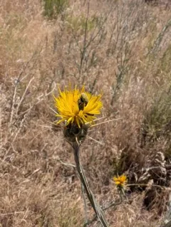 Yellow Starthistle Flower Weevil thumbnail 4