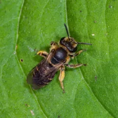 Wilke's Mining Bee thumbnail 3