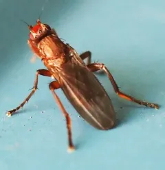 Lutomyia spurca thumbnail 3
