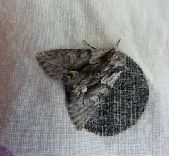 Summer Hyppa Moth thumbnail 3