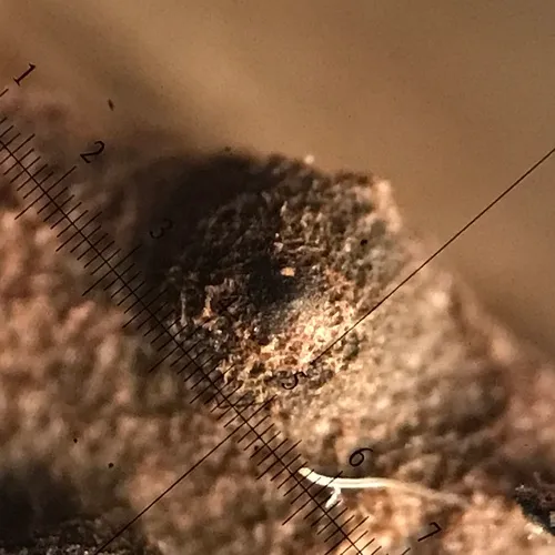 Nemania serpens