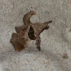Dimorphic Tosale Moth thumbnail 3
