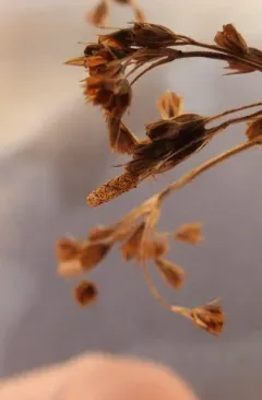 Coleophora latronella thumbnail 2