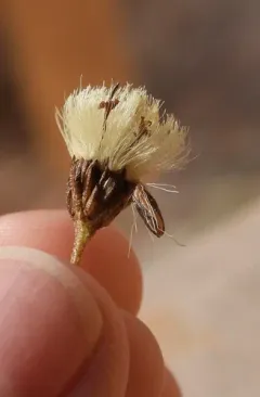 Coleophora bidens thumbnail 2