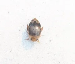 Laccophilus fasciatus thumbnail 2