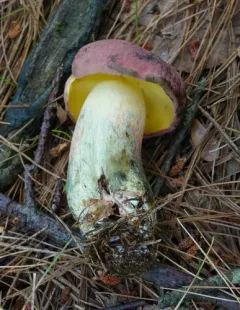 Curry Bolete thumbnail 3