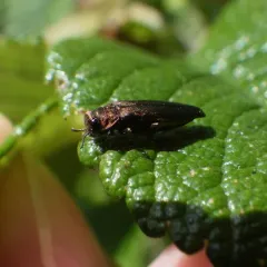 Rose Stem Girdler thumbnail 1