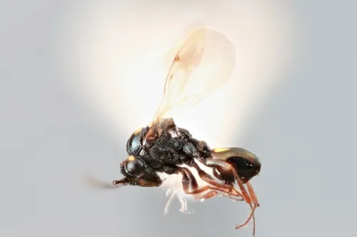 Pseudometagea schwarzii