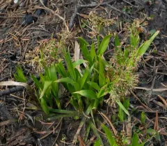 hitchcock's wood-rush thumbnail 3