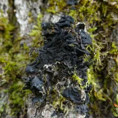 Tree Jelly thumbnail 3