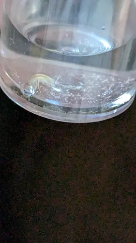 Allegheny Cave Amphipod