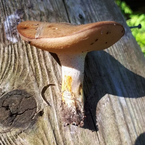 Dotted-stalked Suillus
