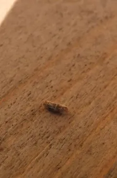 Coleophora intermediella thumbnail 2