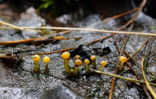 Vibrissea foliorum
