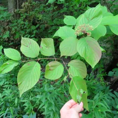 Round-leaved Dogwood thumbnail 3