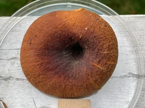 Picipes americanus