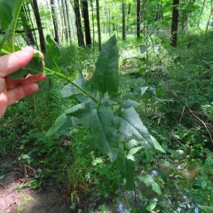 False Indian Plantain thumbnail 1